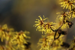 Manfaat Witch-Hazel Pada Kulit